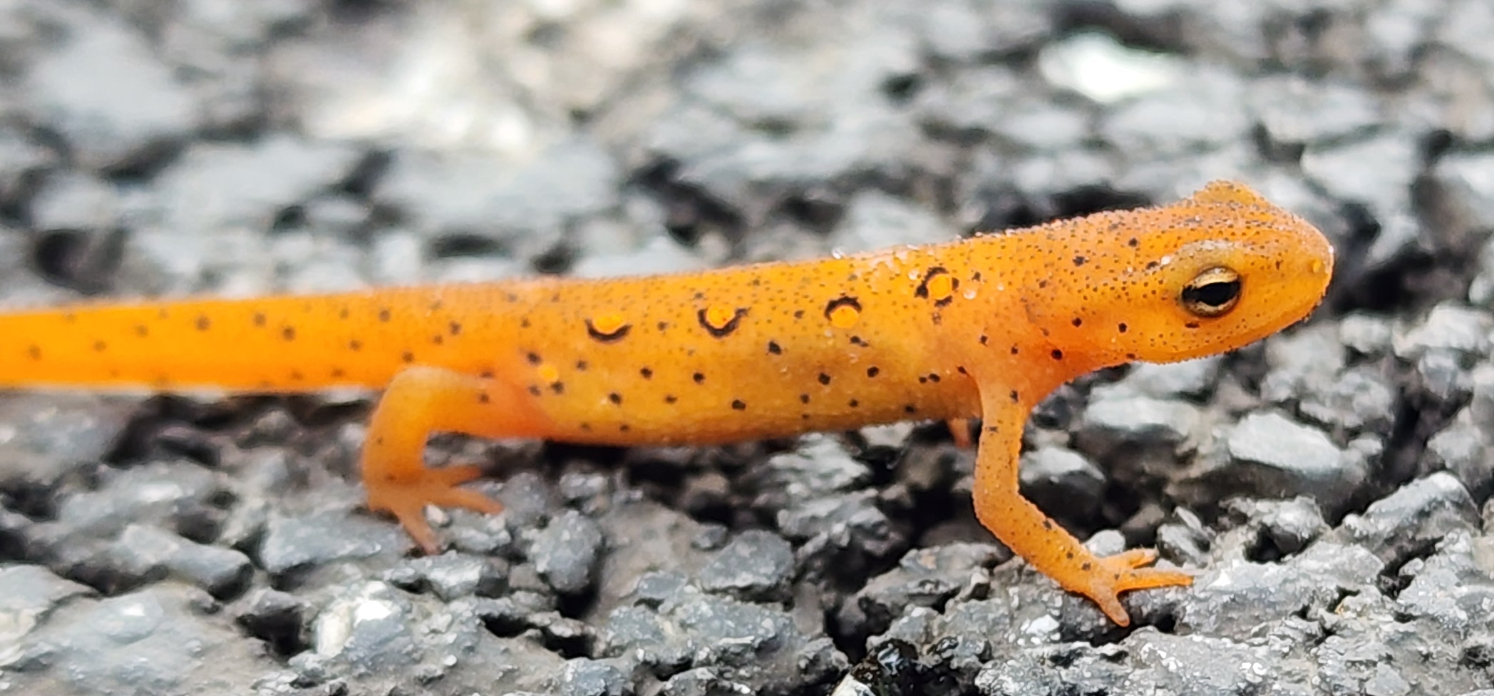 "KY Lizard"